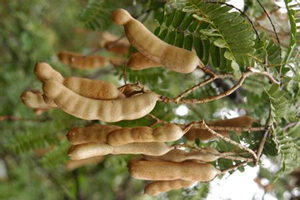 ��ǵĹ�Ч������ ��ǵ�Ӫ����ֵ