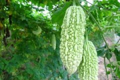 �и��ܳԿ���� �и��ܲ��ܳԿ����