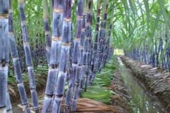 �и����ԳԸ����� �и��Ը������