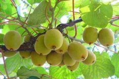 �и����Գ�⨺����� �и��ܲ��ܳ�⨺�����