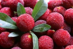 �и��ܲ��ܳ���÷ �и�����÷�ò���