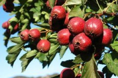 �и��ܳ�ɽ��� �и���ɽ髺ò�����