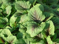 ʲôҰ�˲��ܳ� �ж�Ұ�˵���ʶ