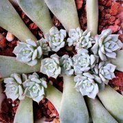 ����ֲ����������� ����ֲ�������Ҫ��