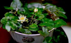 �������ӷ�ѿ����ô�� �������ӷ�ѿ��ķ���