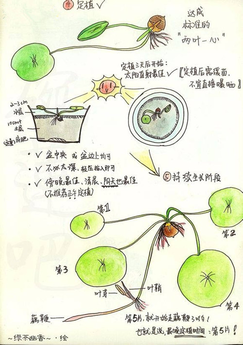 碗莲种子发芽后怎么办 碗莲种子发芽后方法