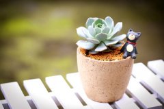 ����³��ʯ������ô�� ����ֺ�³��ʯ��