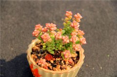 ����ֲ��С������ô�� ����ֺ�С����