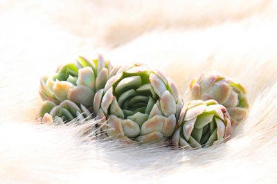 多肉植物冰莓怎么养 如何种好冰莓
