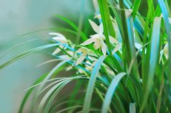 ��������ֳ���� ������ֲ��ע������