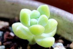 ����ֲ����ʹ֮����ô�� ��ʹ������