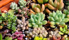 ����ֲ��Ķ����������� ����ֲ����ι���