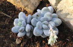 ����ֲ����������ô�� ����ֺ�������