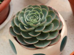 ����ֲ�������ô�� ����ֺ����