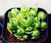 ����ֲ��ɽ��õ����ô�� ������л����õ��