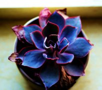 ����ֲ����ϼ��ô�� ������ϼ�����