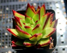 ����ֲ���Ȼ�֮����ô�� ��Ե���Ƶı��