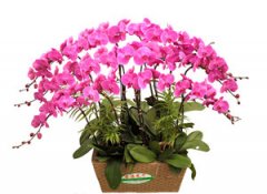 �������ļ�ͥ��ֳ���� ����ֳ������ĺ�����