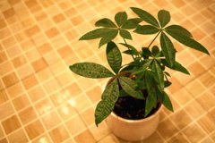 ����������ֳ���� ����ֺ÷�����