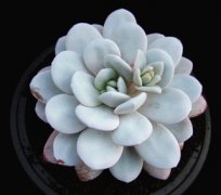 ����ֲ��ѩ����ô�� ��ѩ���˵ľ���