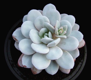 多肉植物雪莲怎么养 冰雪美人的静谧