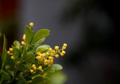 ��������ֳ���� ����ֺ�����