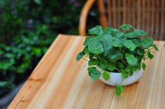 ͭǮ�ݵ���ֳ���� ����ֺ�ͭǮ��