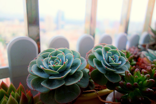 五月份的多肉植物种植管理