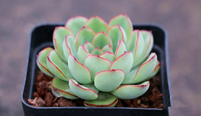 多肉植物该怎样度夏 度夏没那么难