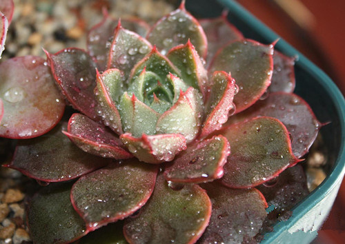 多肉植物淋雨了怎么办 多肉植物淋雨处理方法