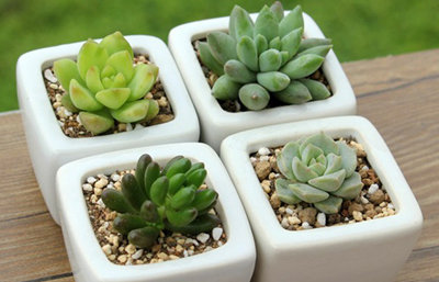 多肉植物养护宝典 多肉种植的金科玉律