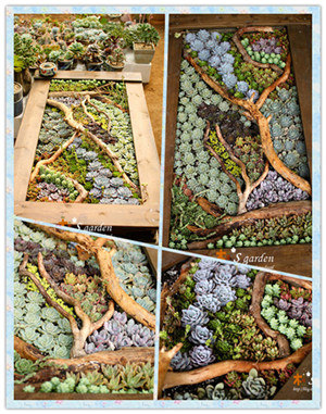 多肉植物的画框 艺术的跨界创作