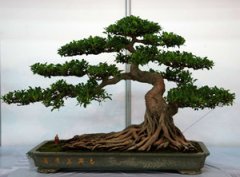 ��������ֳ���� ����ֺ�����