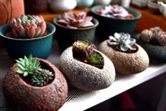 ���ѡ����⻨�������͸�� ���������ֲ���