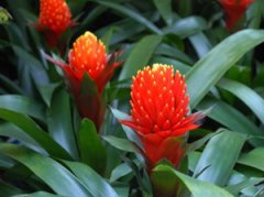 ���滨����ֳ���� ����ַ��滨