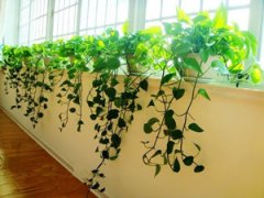 ���ܵ���ֳ���� ����ֺ�����