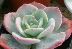 ��ˮ�Զ���ֲ���Ӱ�� �����ˮ����������˺�