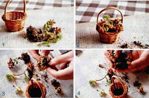 多肉植物的水苔栽培 如何用水苔种多肉