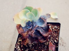 ����ڸ����ķ����ĵ� ��η��κڸ���