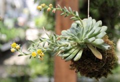 ���еĶ���ֲ�� ������Ķ�����