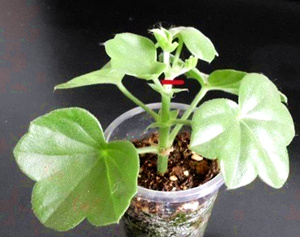 打顶是什么意思 如何给植物打顶