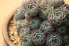 ����ֲ��Ĵ������� ���ⴺ��Ӧ��ע��ʲô