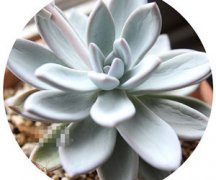 ���ݶ���ֲ���״̬�ж��Ƿ���Ҫ��ˮ