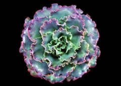 ����ֲ��Ů������ ��ɫȹ�ڵ�����