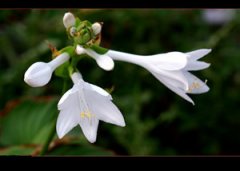 ����������ֳ���� ����ֺ�������