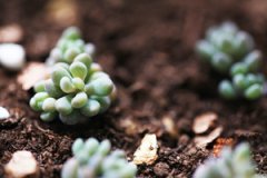 ����ֲ����ô���� ��θ����⻻��