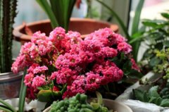 ���ٻ�����ֳ���� ��ֲ���ٻ���ע������