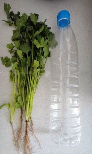香菜如何保鲜