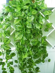 室内吸烟植物