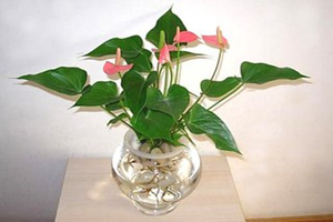 哪种植物适合室内水养